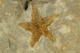 Ordovician Starfish (Petraster?) Fossil - Morocco #118058-1
